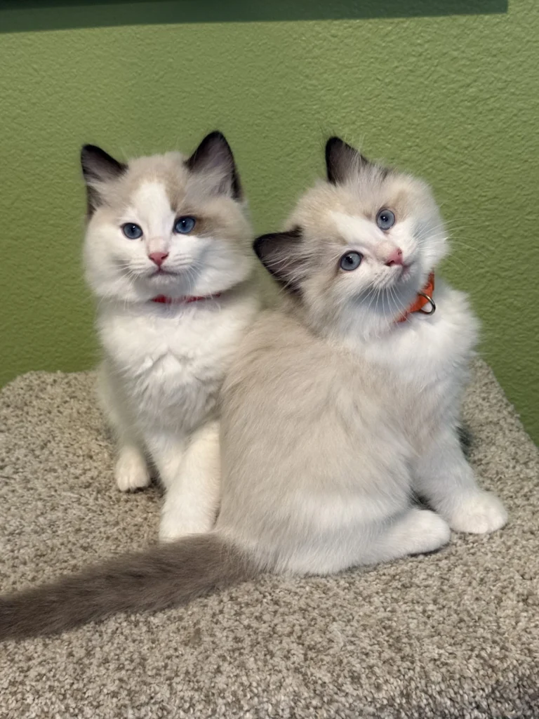 SoCal Ragdolls contact photograph