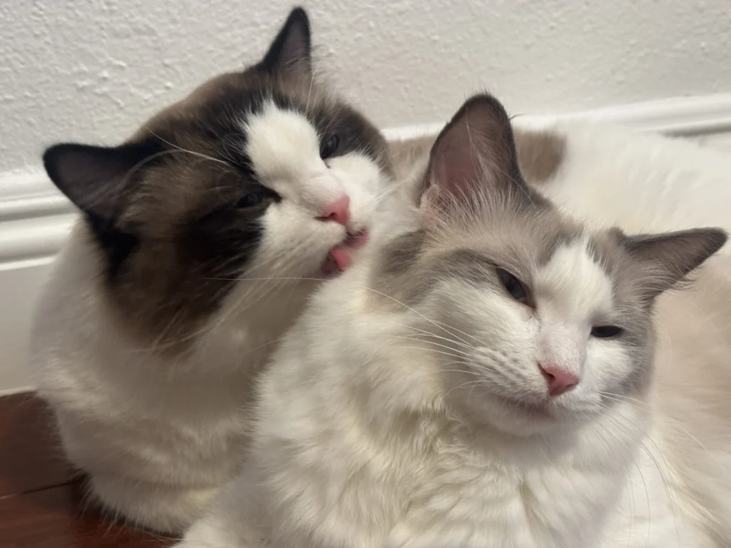SoCal Ragdolls contact photograph