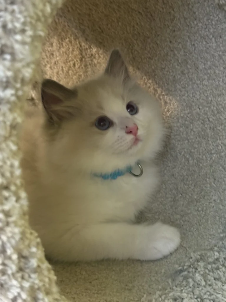 Blueberry