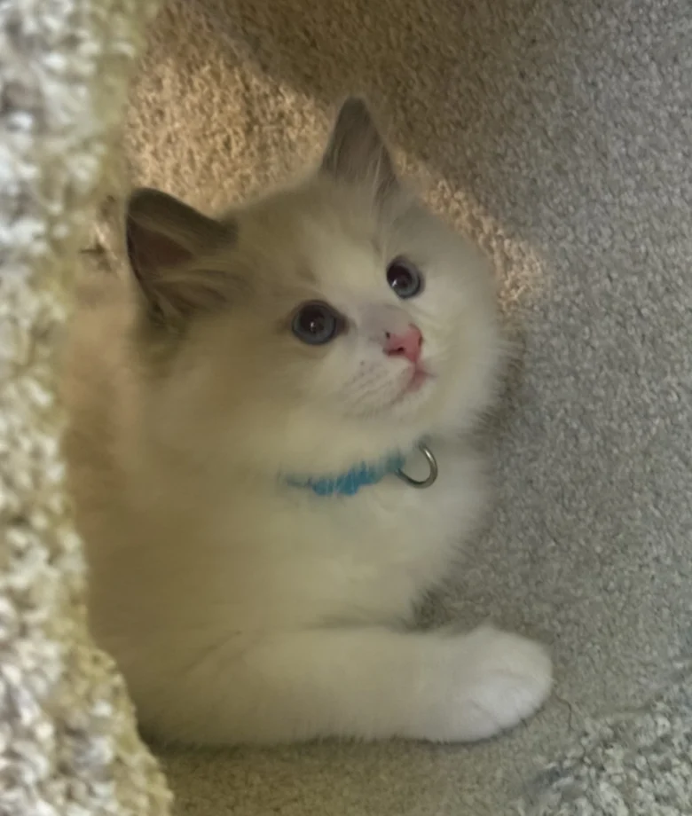 Blueberry