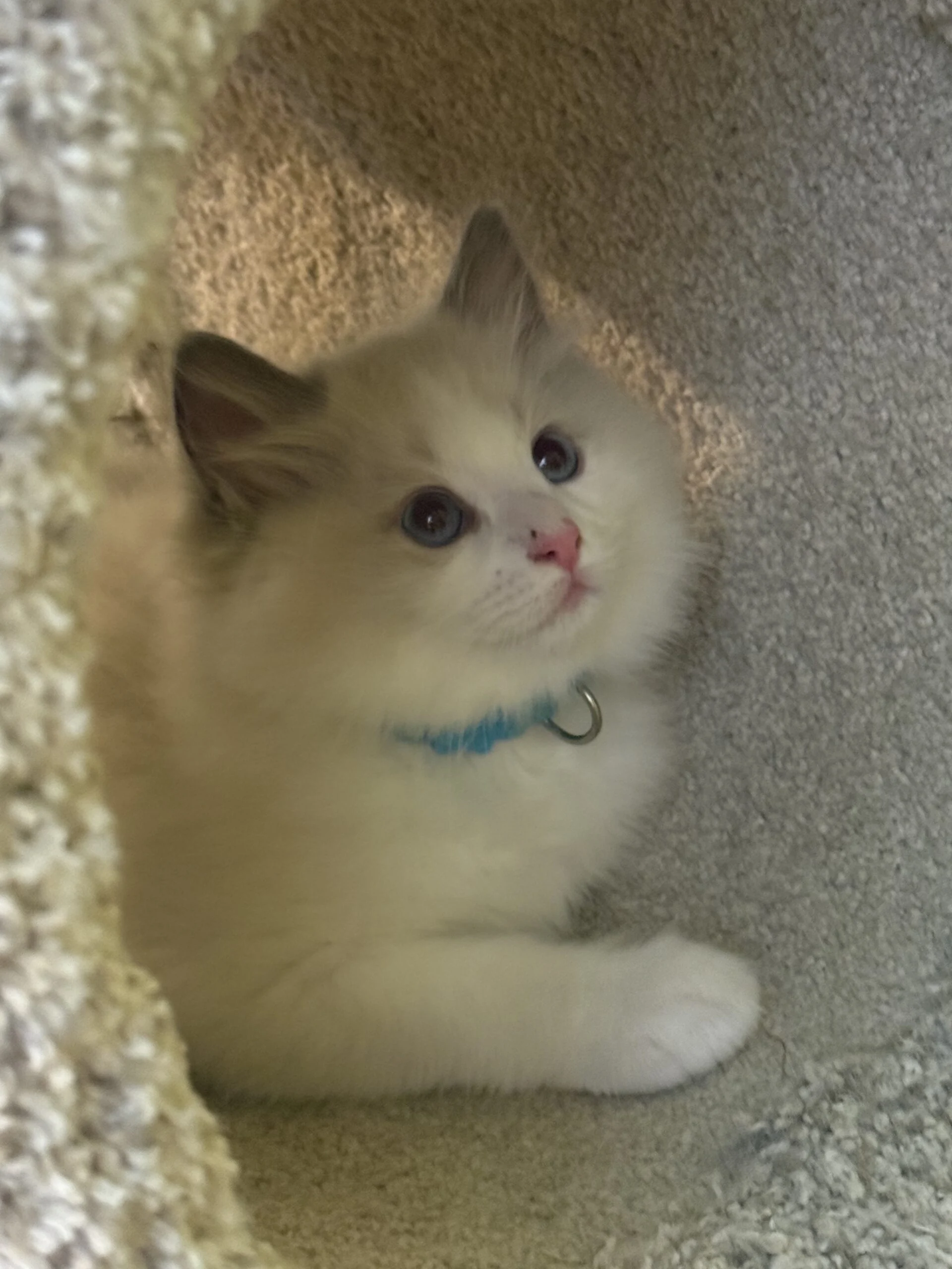 Blueberry