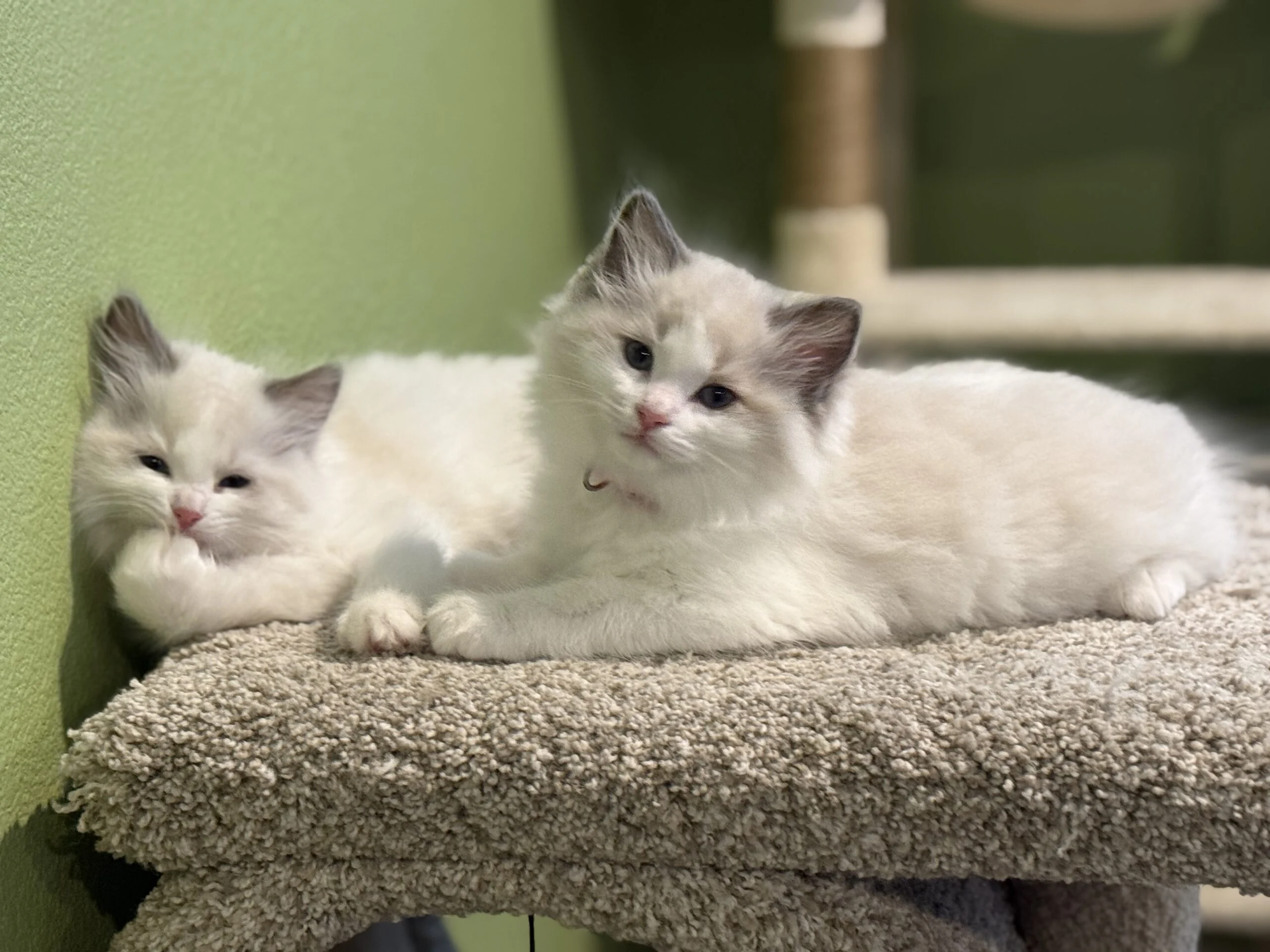 SoCal Ragdolls hero photograph