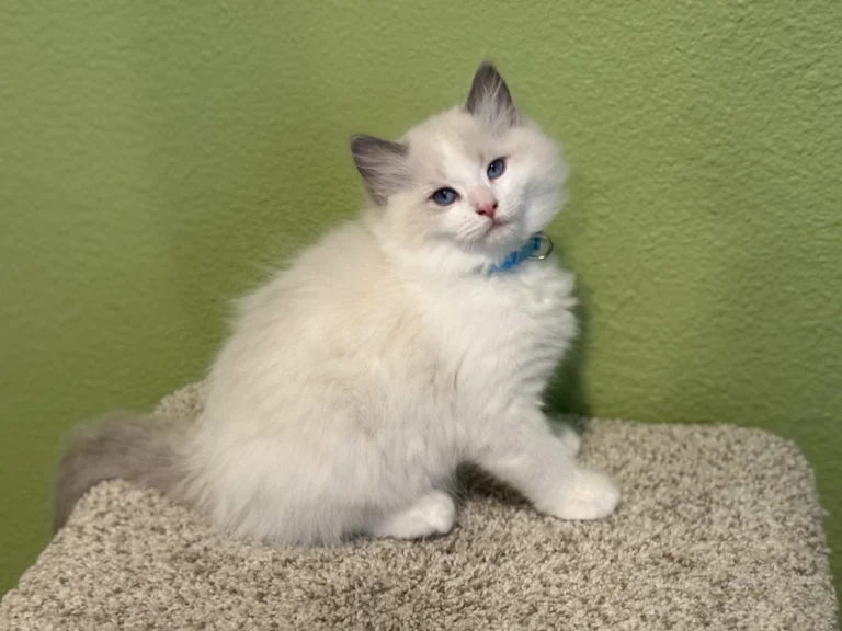 Blueberry