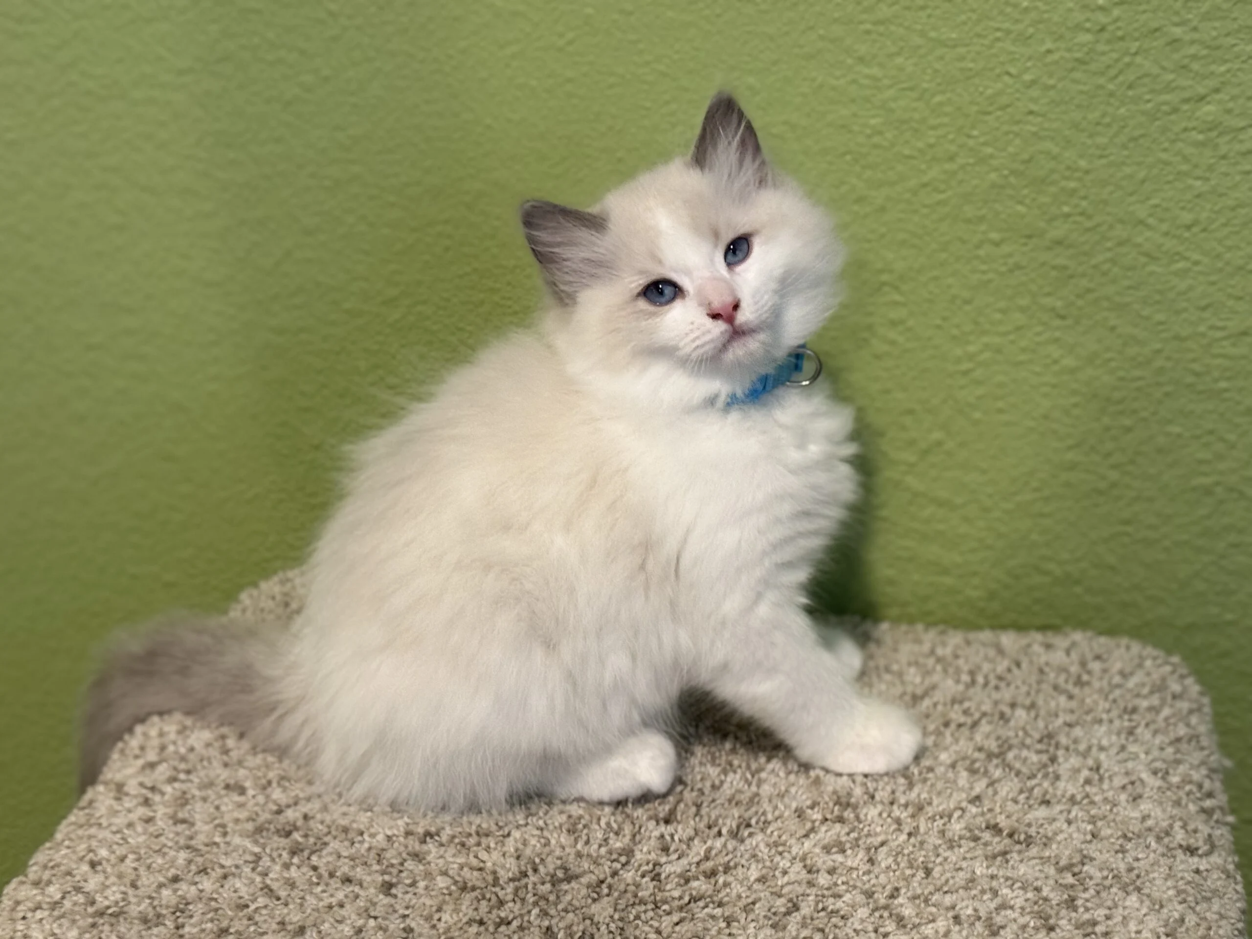 Blueberry - Image 3
