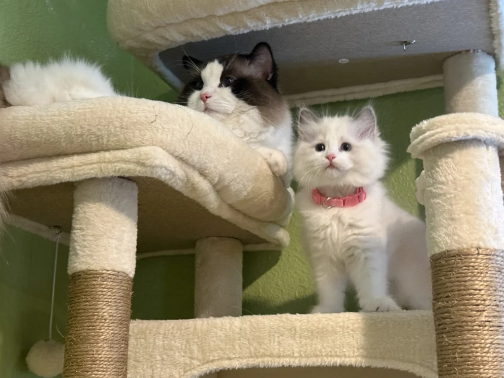 SoCal Ragdolls cattery photograph