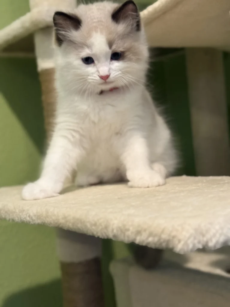 Spot